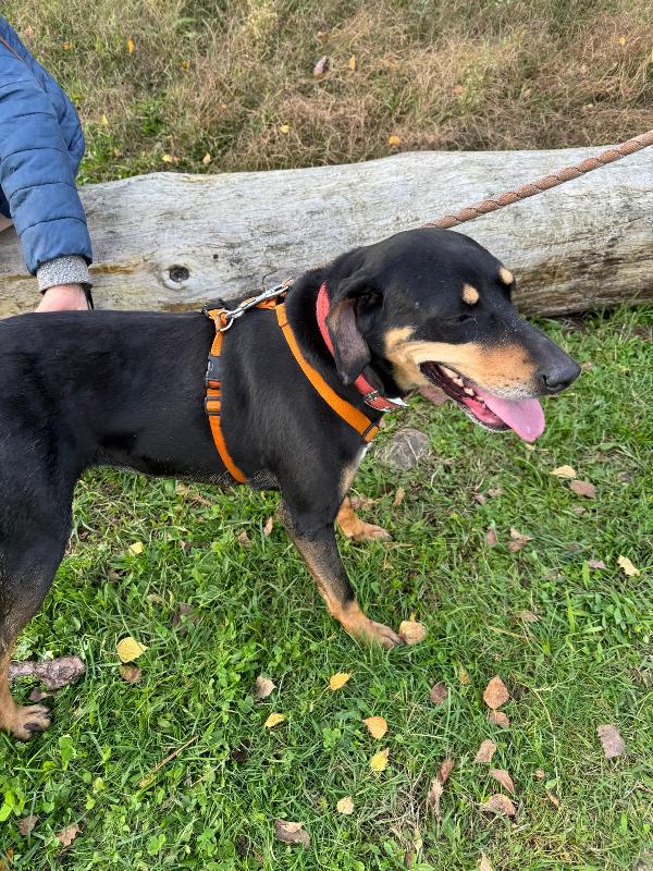 Skylar, una splendida simil segugia Foto 6